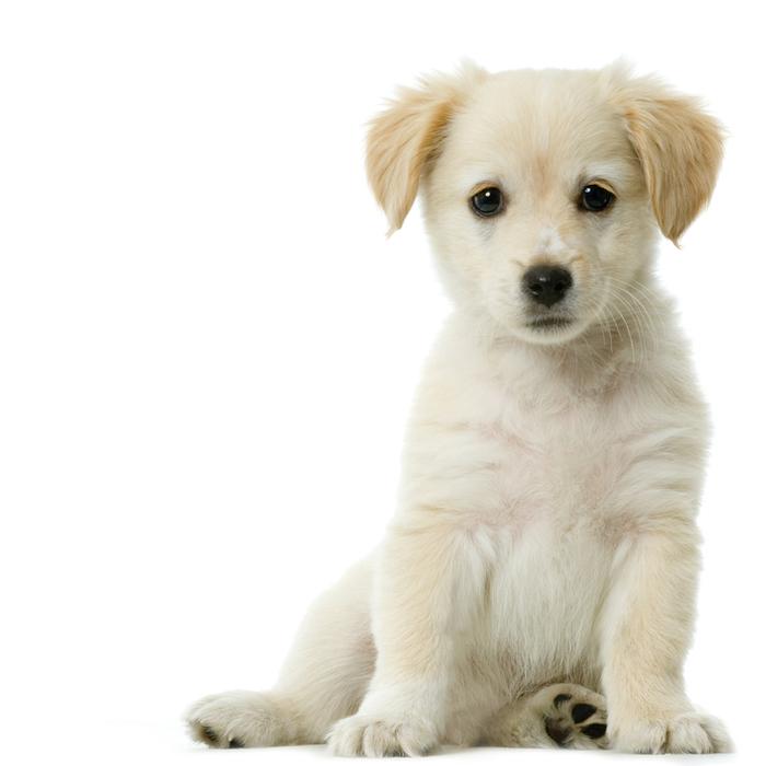 Vorschaubild zu Der Familienhund