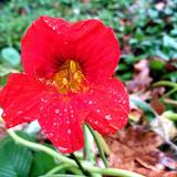 Hebamme Astrid Sommer