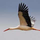 Hebamme Sylvia Beuche