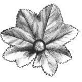 Hebamme Claudia Klüver